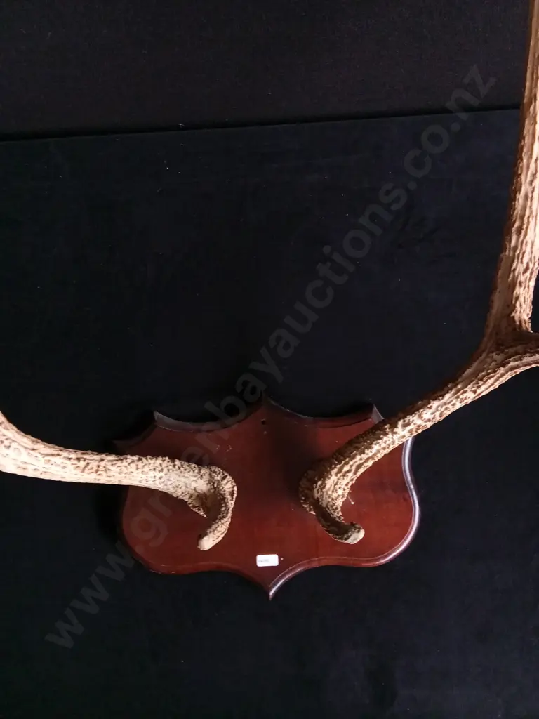 DECORATIVE REAL DEER ANTLERS MOUNTED ON WOODEN PLAQUE Image 1++