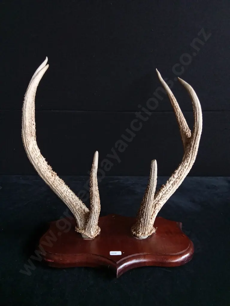 DECORATIVE REAL DEER ANTLERS MOUNTED ON WOODEN PLAQUE Image 1++