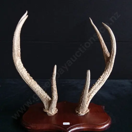 DECORATIVE REAL DEER ANTLERS MOUNTED ON WOODEN PLAQUE