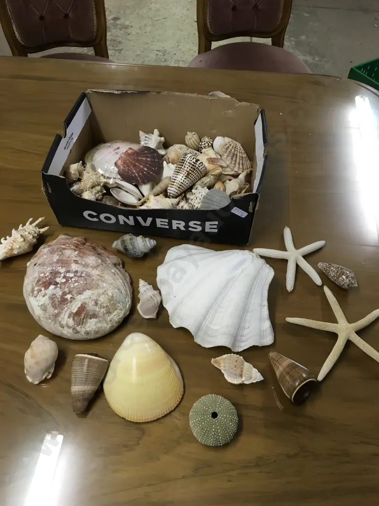 SEASHELL COLLECTION Image 1++