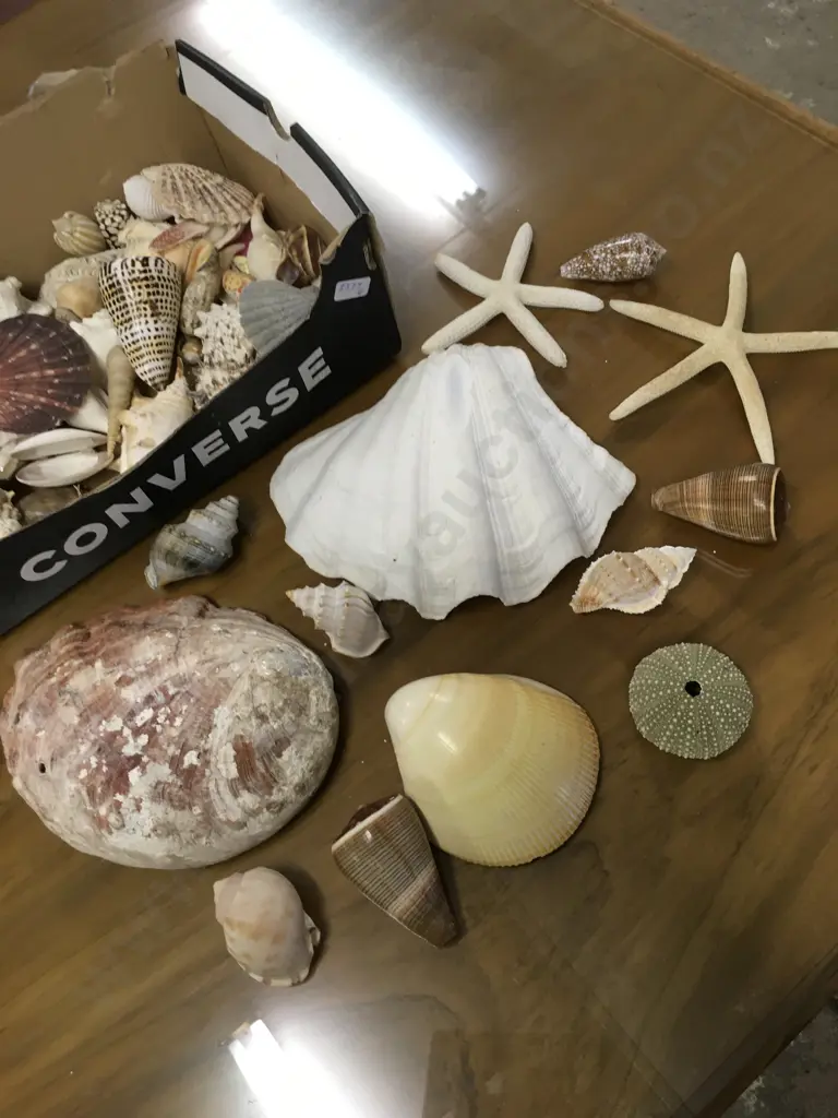 SEASHELL COLLECTION Image 1++
