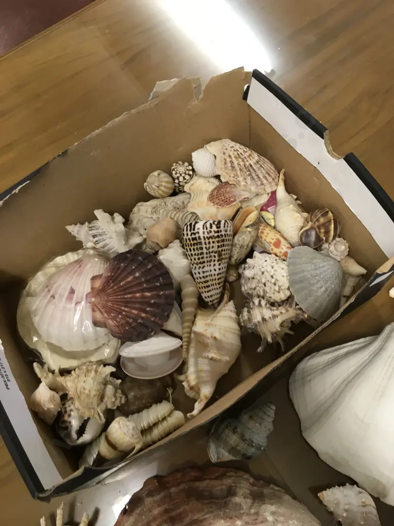 SEASHELL COLLECTION Image 1++