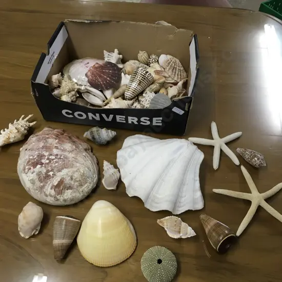 SEASHELL COLLECTION