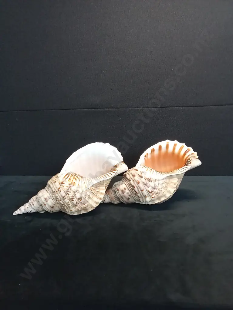 LARGE SHELLS Image 1++
