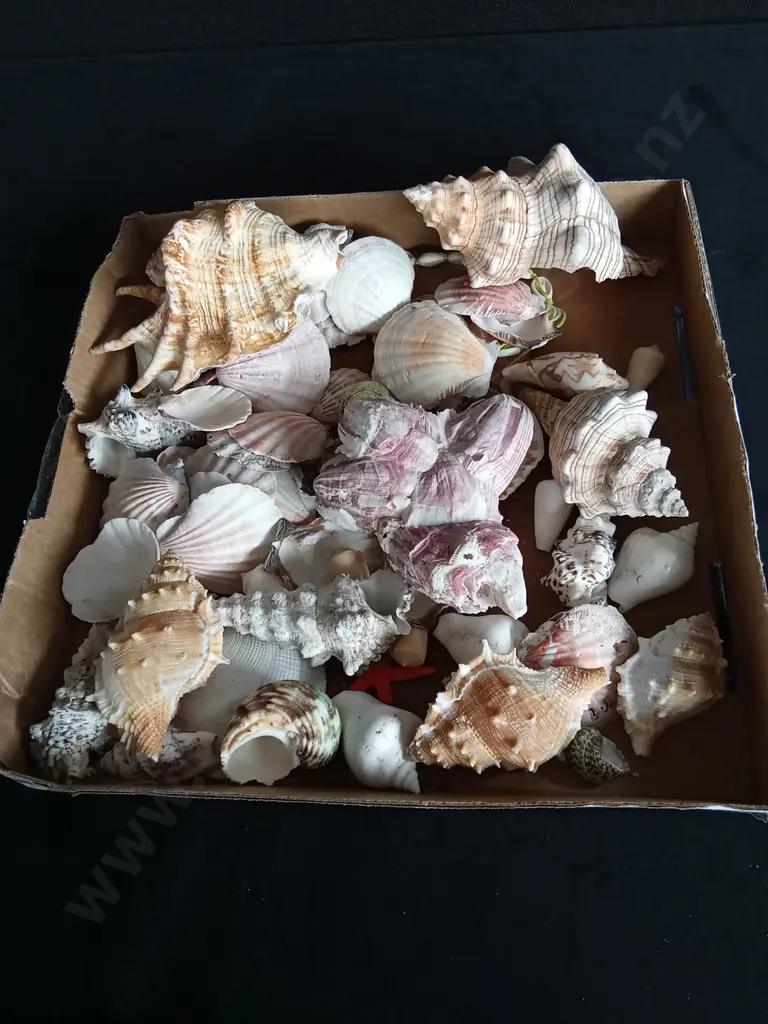 BOX OF ASSORTED SHELLS Image 1++