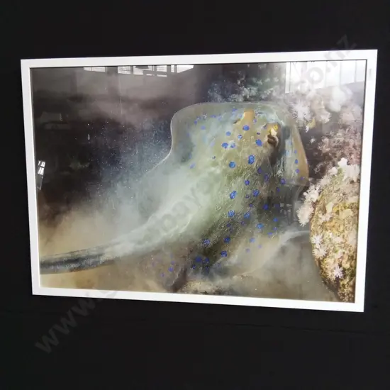 FRAMED PHOTOGRAPH OF A BLUE SPOTTED RIBBON TAIL STINGRAY