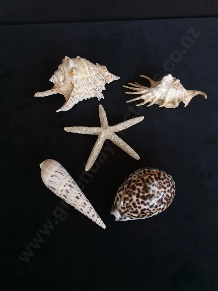 4 SHELLS AND A STARFISH Image 1++