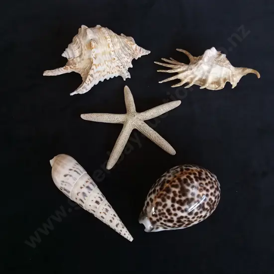 4 SHELLS AND A STARFISH
