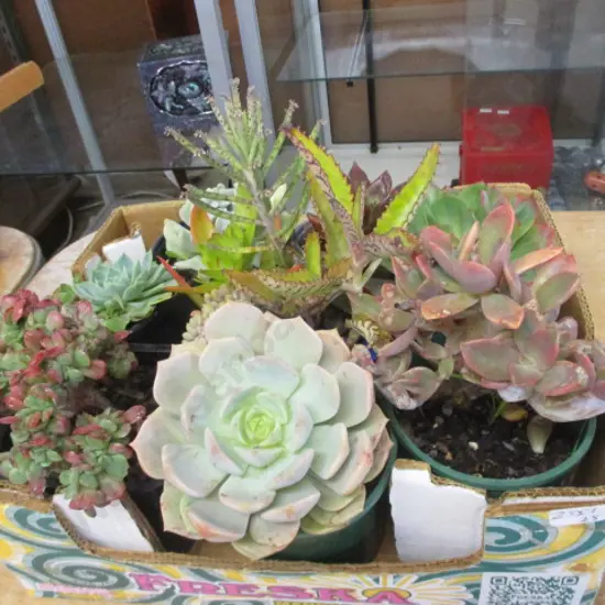 Succulents
