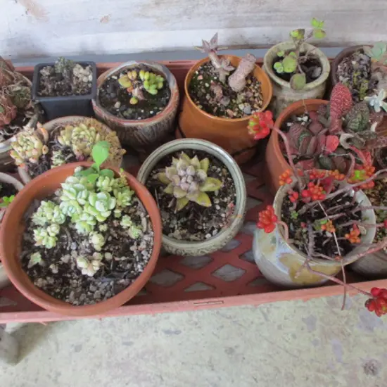 Succulants