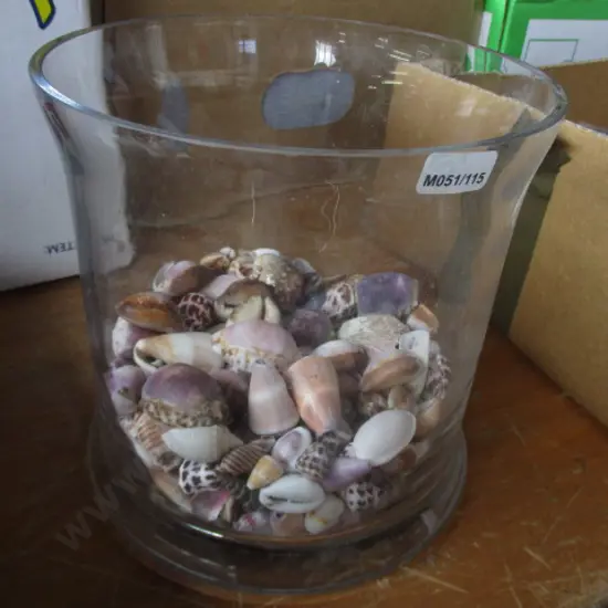Seashells