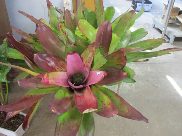 Bromilliad Image 1++