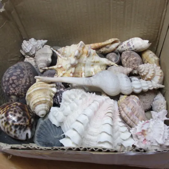 Box Shells