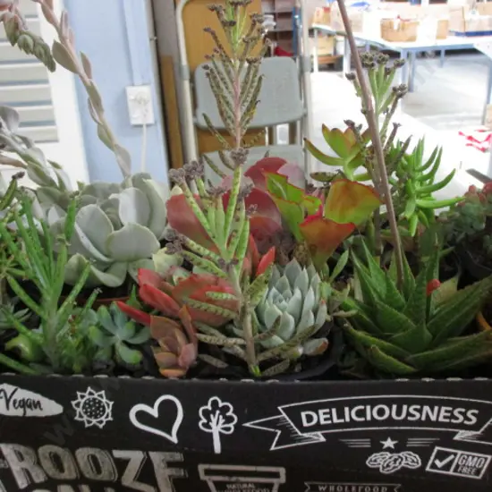 Succulants