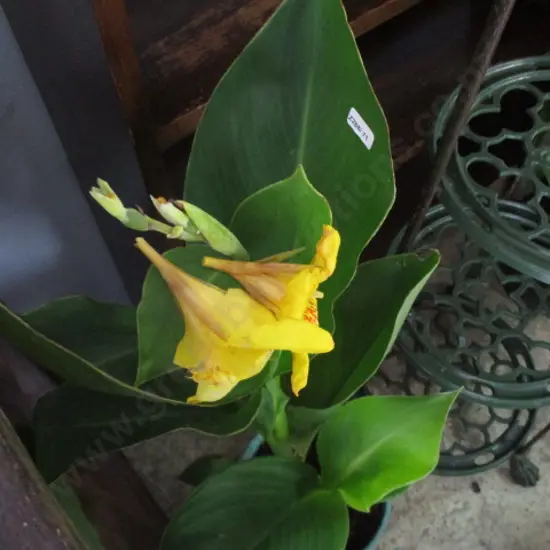 Yellow Canna