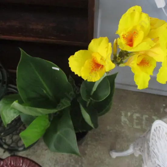 Yellow Canna