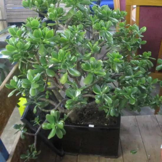 Large Jade Tree