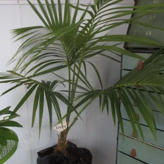 Kentia Palm