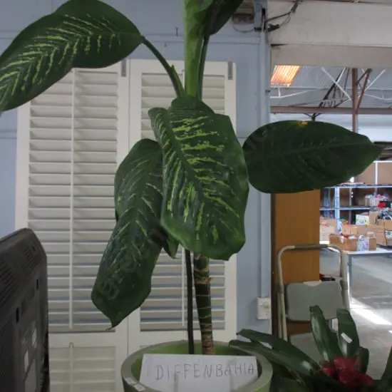 Plant "Diffenbahia"