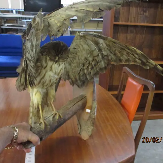 Taxidermy Hawk