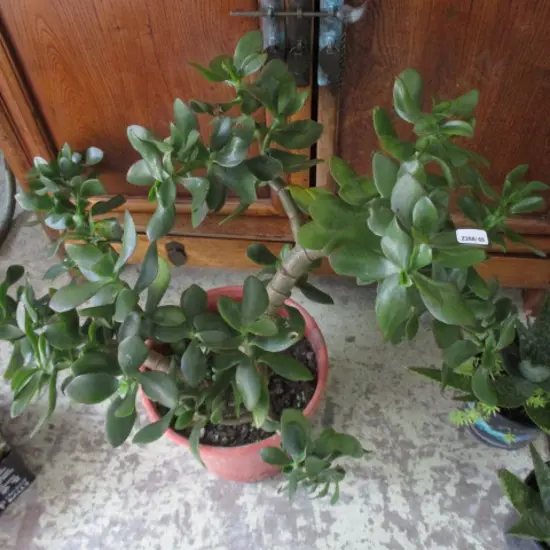 Jade Tree