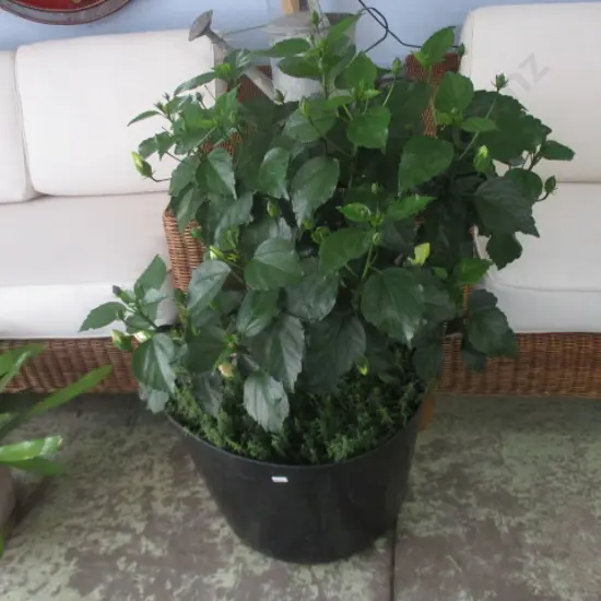 Potted Hibiscus Plant