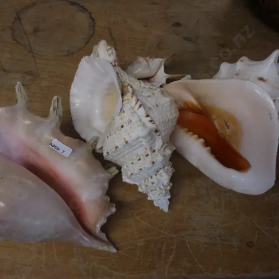 Seashells