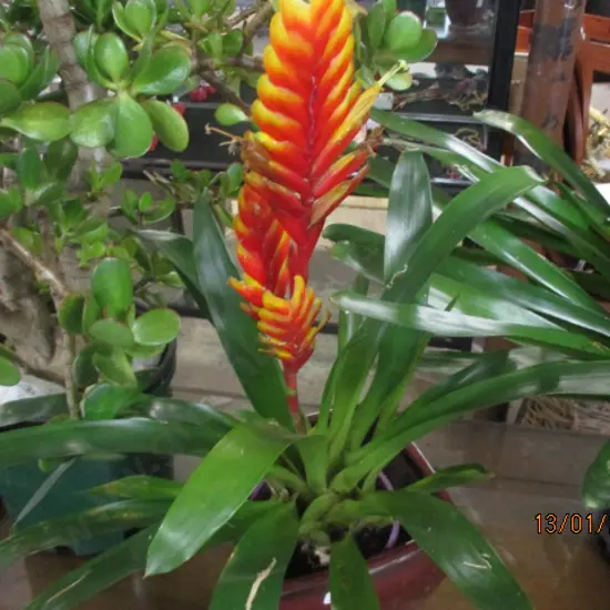 Bromiliad