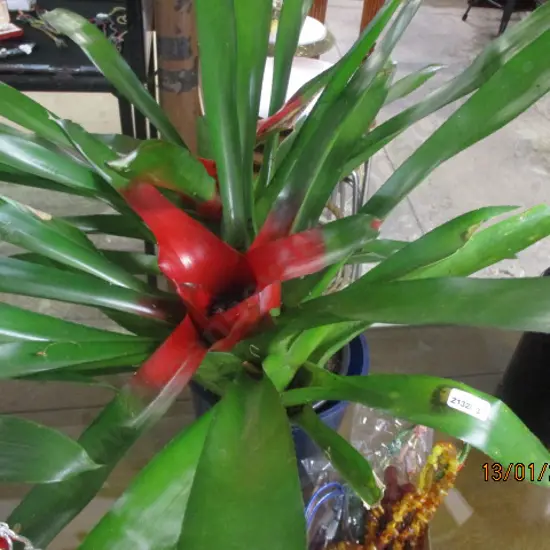 Bromiliad