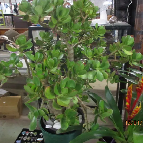 Jade Tree