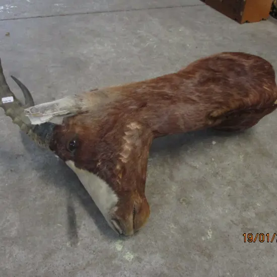 Taxidermy African Antelope