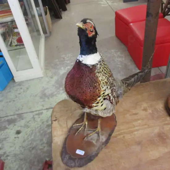 Taxidermy Pheasant