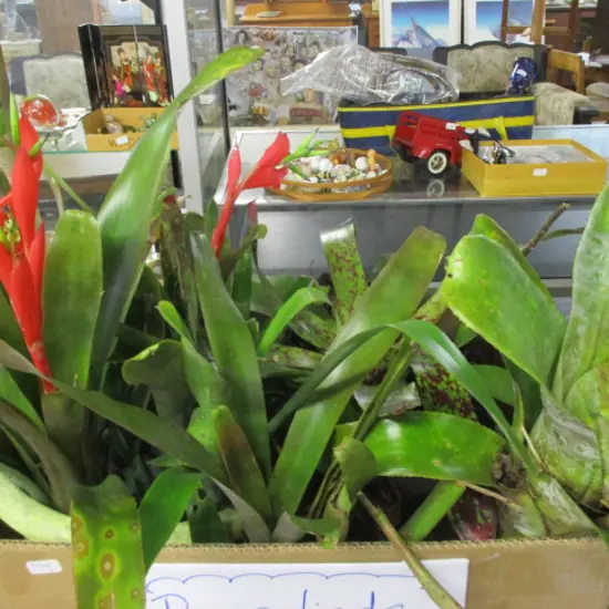 Bromiliads