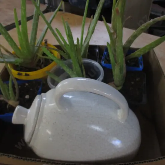 Coffee Pot and Succulants