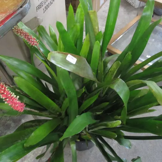 Bromiliad