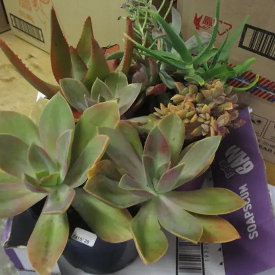 Succulents