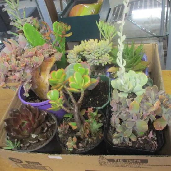 Succulents