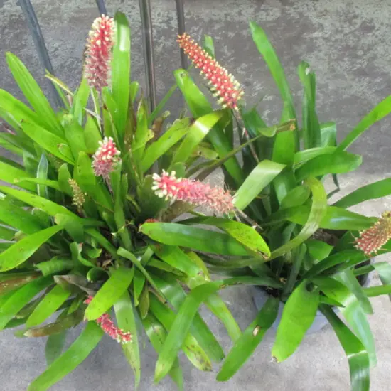 Bromiliads