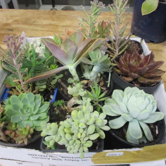 Succulents