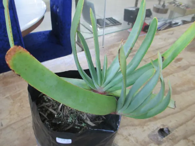 Plant Image 1++