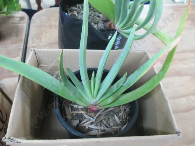 Plant Image 1++