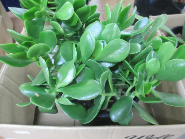 Plant Image 1++