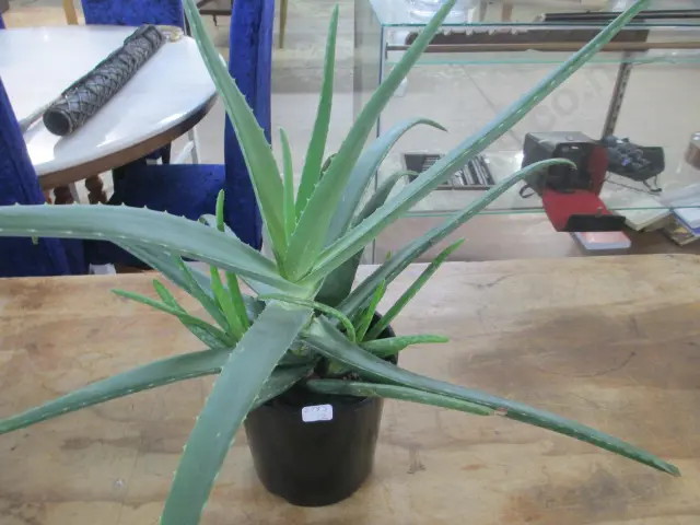Plant Image 1++