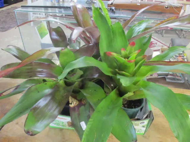 Bromiliads Image 1++