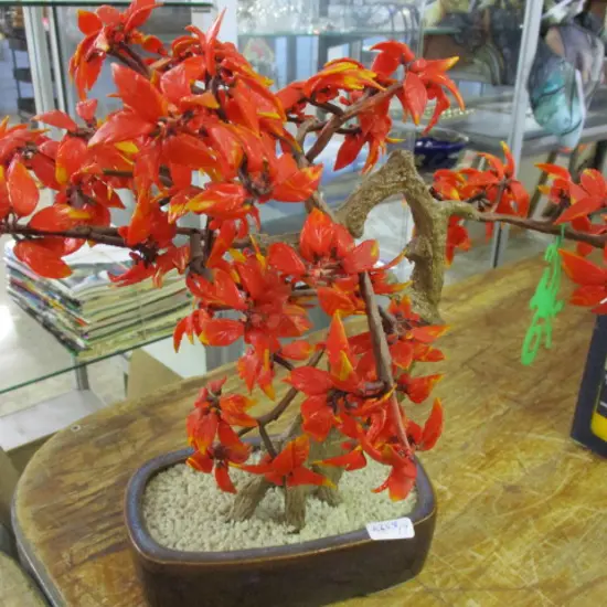 Jade Tree