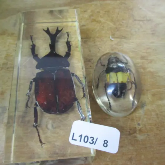 Bug Paperweights