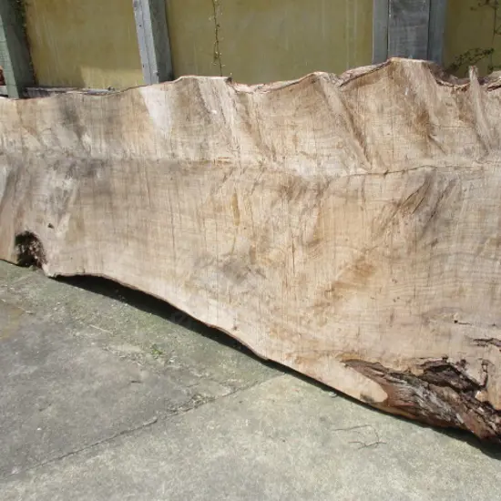Slab Macracarpa
