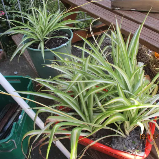 Spider Plants