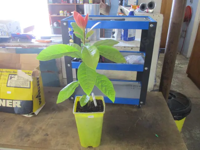 Avocardo Hass Image 1++