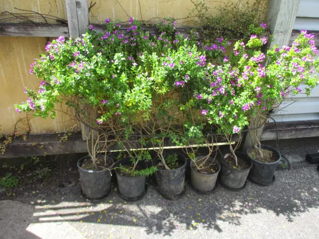 6 Hedge Plants Image 1++